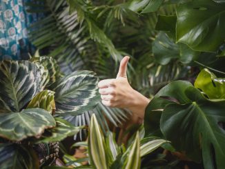 white hand giving thumbs up from out of green plants, illustrating the jungle of circumcision recovery