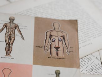 male anatomy textbook page
