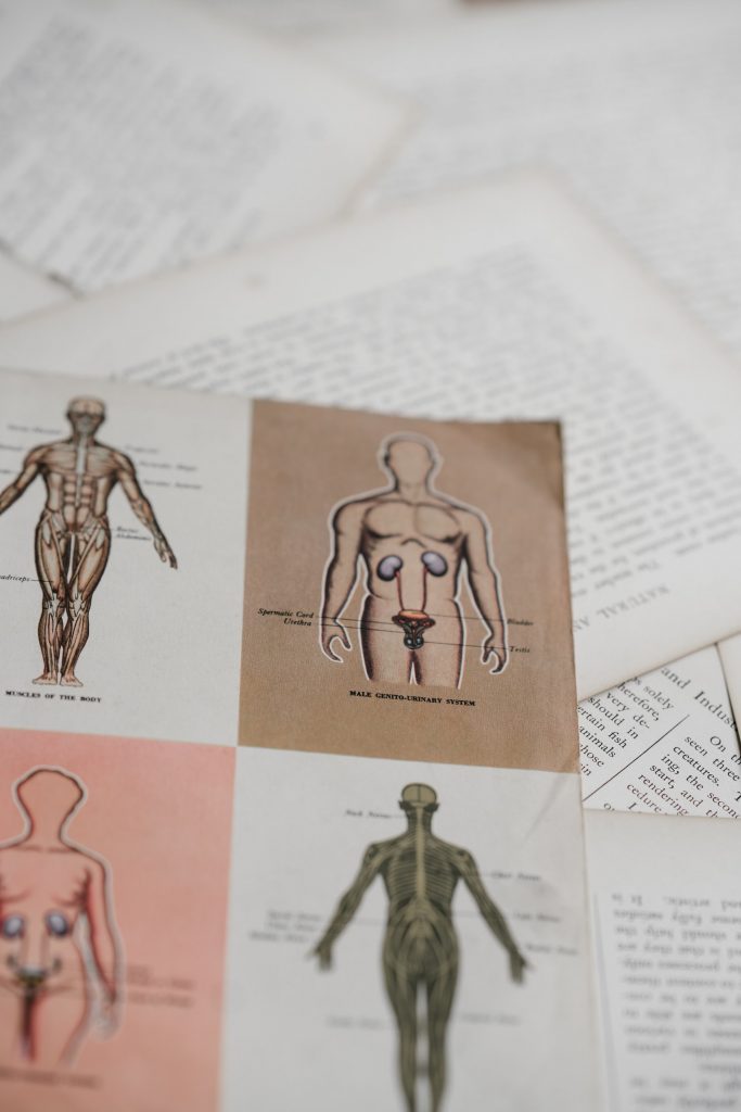 male anatomy textbook page